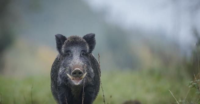 Случай на африканска чума при дива свиня е регистриран в