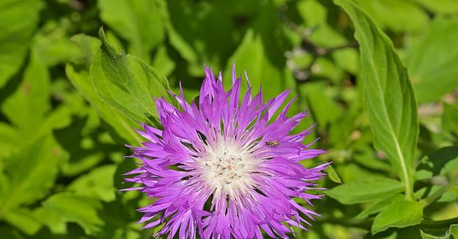 Левзея е билка която вирее във високопланинските райони на Монголия