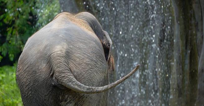 Шест слона са паднали в известен водопад Хю Нарок в