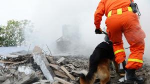 куче спасителна операция руини
