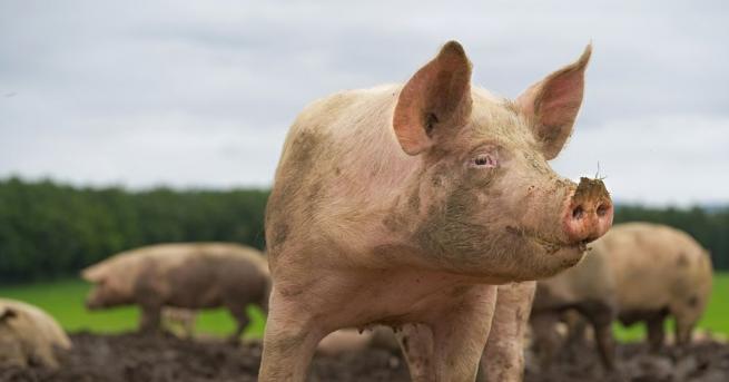 Прасетата не се славят с интелигентност Оказва се че са