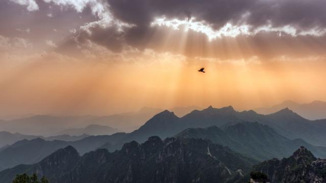 На необитаем остров: Откриха птица, излюпена през 1975 г.