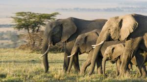 Десетки слонове са починали в Шри Ланка след като са