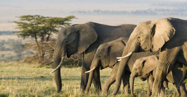 Още пет диви слона са загинали, като са скочили от