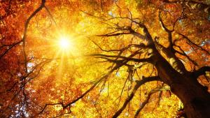 слънце есен дърво