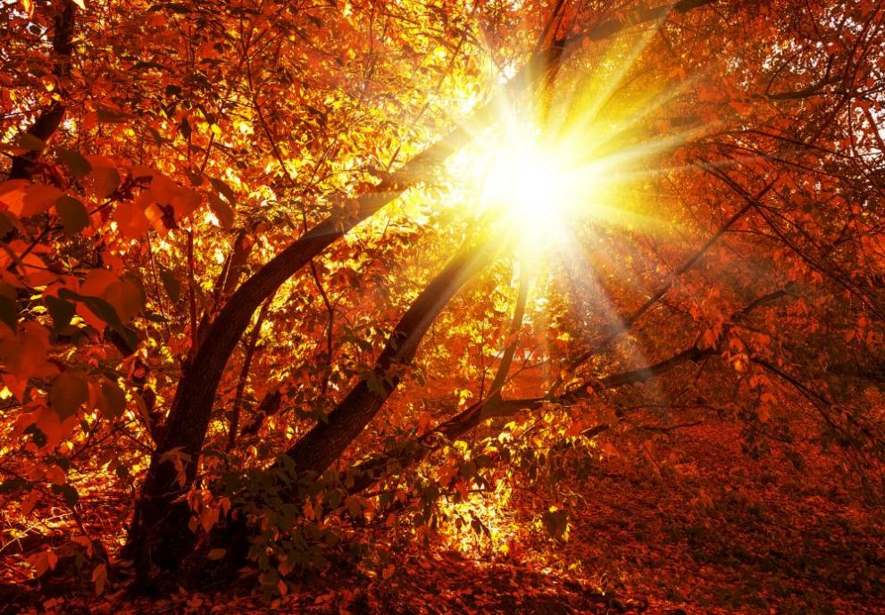  слънце есен дърво 