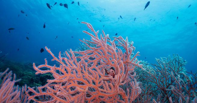 Учени за пръв път установиха, че корали отново са израсли