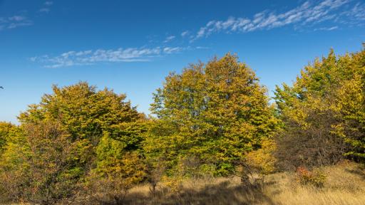  Обсъждат готовият план за гората на Црънча 