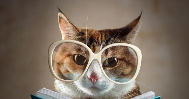 Любопитно Това са най-умните котки, вижте ги Учени класират кои