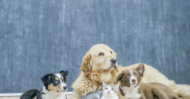 Специалисти от пресслужбата на Московския ветеринарен комитет заявиха че змиите