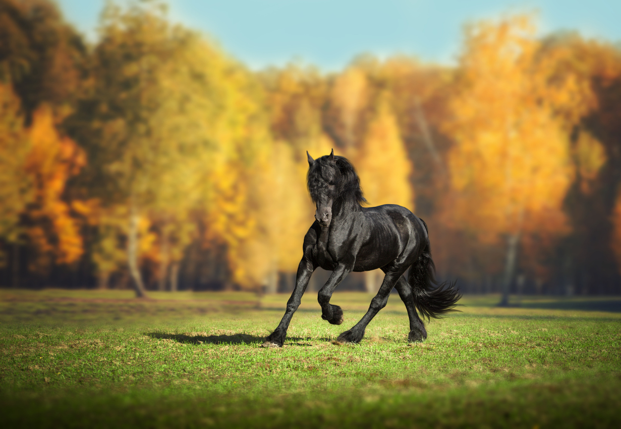<p><strong>Фризийски кон</strong></p>

<p>И конете, като цяло. Конят, освен че е едно от най-верните на човека създания, носи едно кралско достолепие и красота. Фризийският кон има определена, отличителна осанка, а черният му лъскав цвят и буйната грива го правят още по-очарователен.</p>