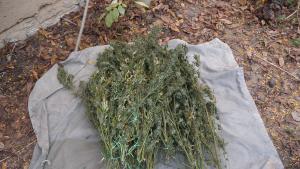 марихуана Видин акция