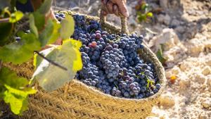 Крайграничната община Болярово започва нов проект за популяризиране на винопроизводството