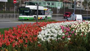 Габрово лалета