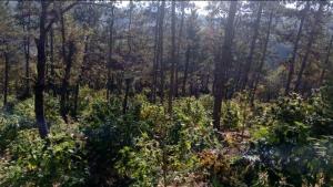 канабис полиция