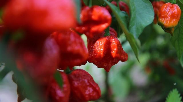 Кой създаде най-лютата българска чушка (СНИМКИ)