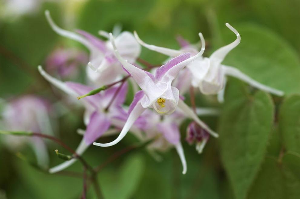  Eпимедиумът 