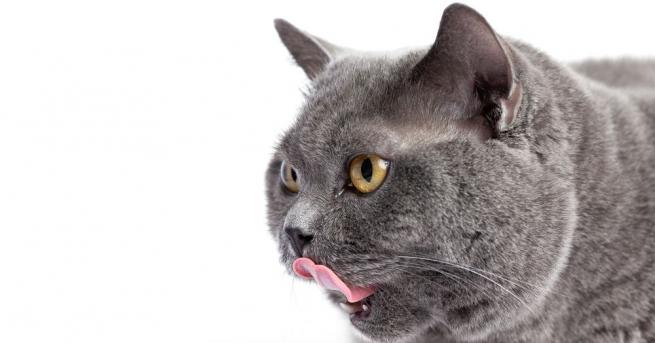 Американска котка, която тежи 11 кг, завладя интернет с мързеливата