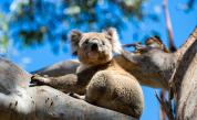  Стотици коали евентуално са починали в Австралия 