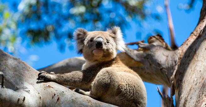 Свят Стотици коали може би са загинали в Австралия Експерт