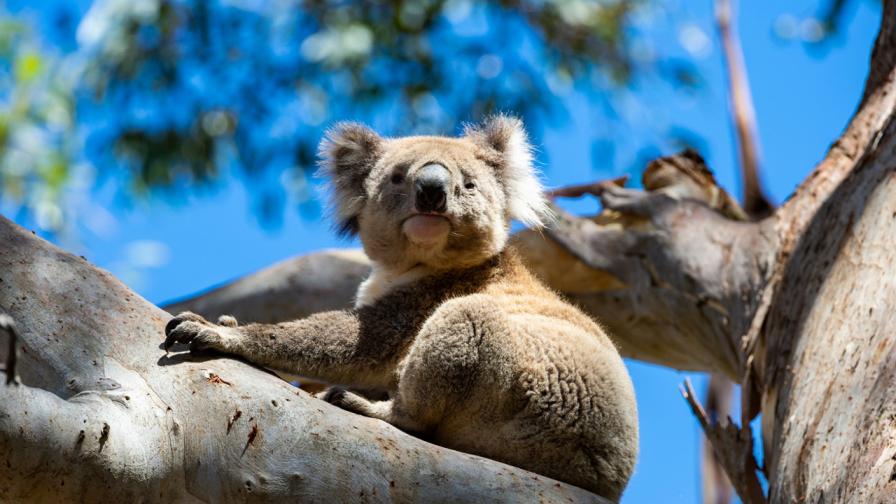<p><strong>Стотици коали </strong>вероятно са<strong> загинали</strong> в Австралия&nbsp;</p>