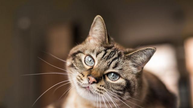  Котето, което стана истинска сензация в Instagram (ВИДЕО)