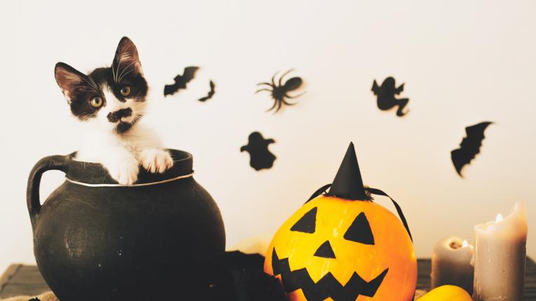 15 оригинални и забавни костюма за Хелоуин за домашния любимец