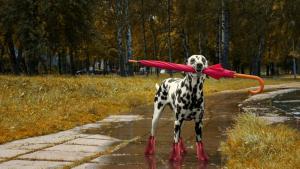 есен времето куче дъжд