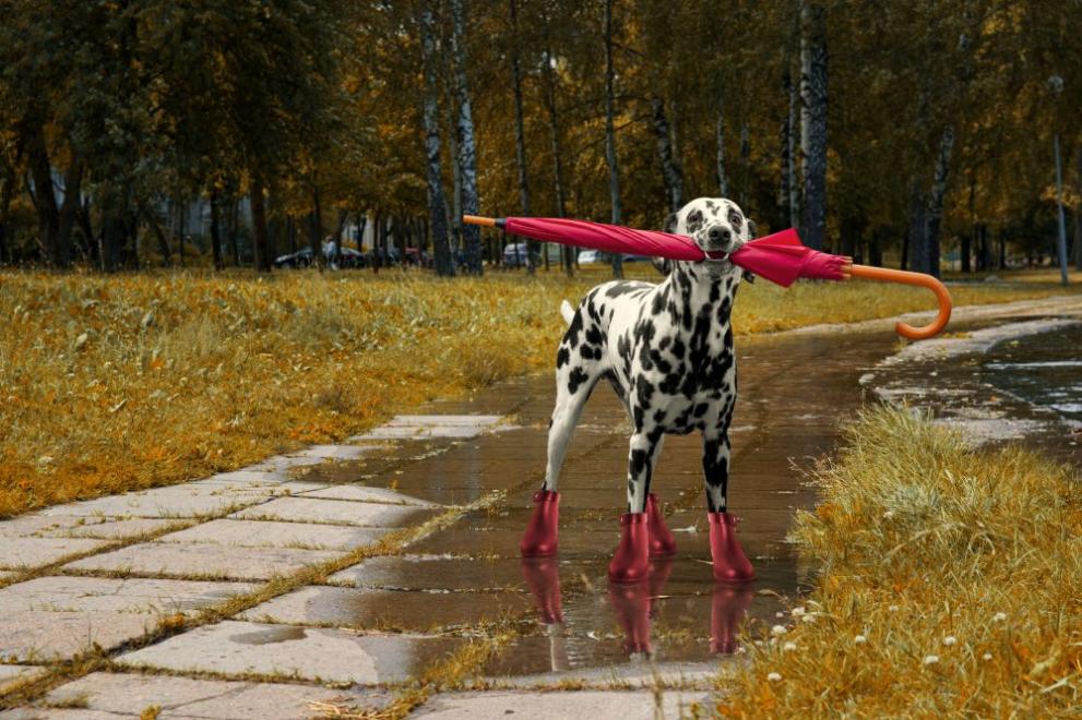 есен времето куче дъжд