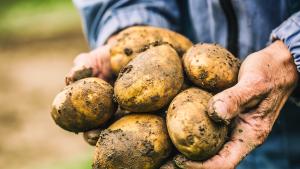 Днес изтича срокът в който земеделските стопани отглеждащи картофи черупкови