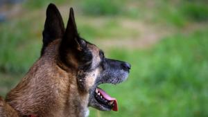 Шофьорка блъсна и уби куче в Кюстендил съобщиха от полицията