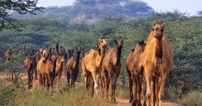 Вековната традиция на борбата с камили ненасилствен спорт в който