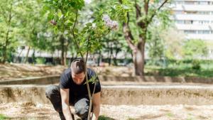 засаждане на дърво