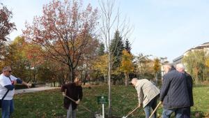 Засаждат дърво