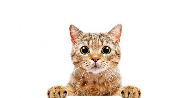 Няма човек който да не се умилява пред тези пухкави