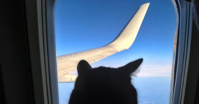 Руската авиокомпания Аерофлот отне точките за вярност на пътник излъгал