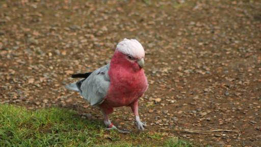  <p>Какво <strong>не знаем</strong> за розовото какаду (ВИДЕО)</p> 