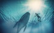  Видео с кит, преминаващ край група сърфисти, стана шлагер в интернет 