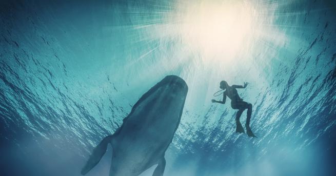 Любопитно Видео с кит, преминаващ край група сърфисти, стана хит