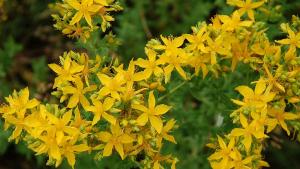 Жълтият кантарион  Hypericum perforatum  е сред най тачените билки в България и има