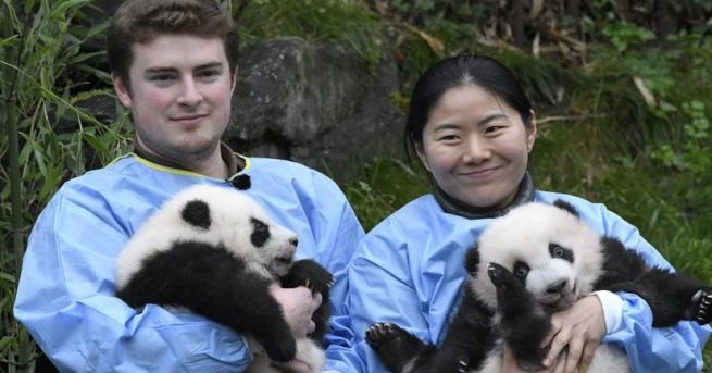 Симпатичните панди близначета в белгийски зоопарк се сдобиха с имена