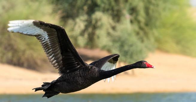 Куче от породата Голдън ритривър е било нападнато и почти