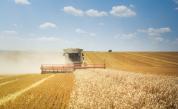  Прибиране на пшеницата 