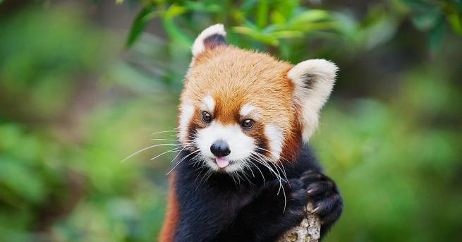Френските власти издирват червена панда, която е избягала от зоологическа