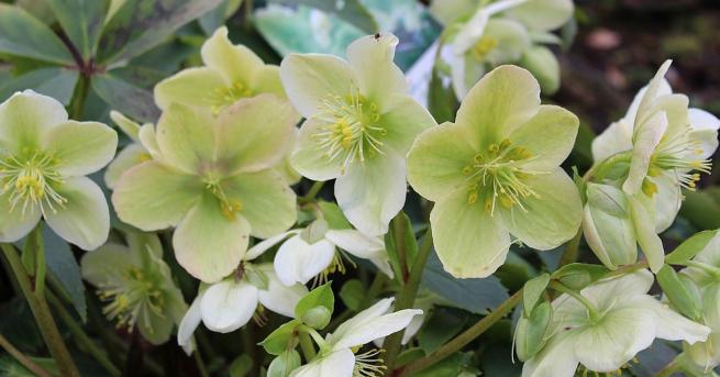 Наричат билката кукуряк розата на Христа тъй като според легендите