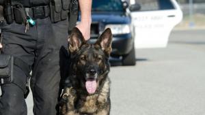 полицай куче