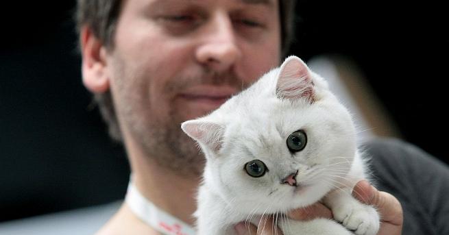 Над 120 котки участват този уикенд на международно изложение в