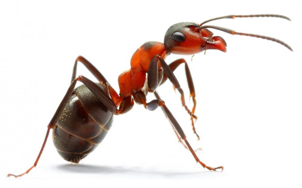  мравки 
