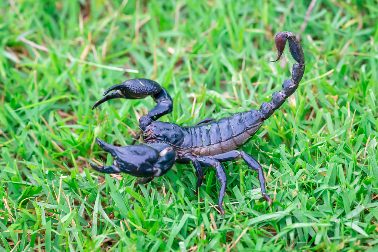 <p><strong>Скорпион-гигант</strong></p>

<p>Представете си скорпион, който има приспособени перки, които му позволяват да плува под вода. Сега си представете, че е дълъг 170 см. Това е<em> Pentecopterus</em>, вид, съществувал преди около 460 млн. години. Най-древните фосили на този вид са открити на територията на американския щат Айова. Истинско чудовище!</p>