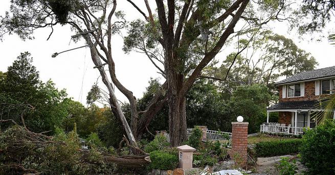Мощна буря в Сидни повали десетки дървета и отрязаха електричеството